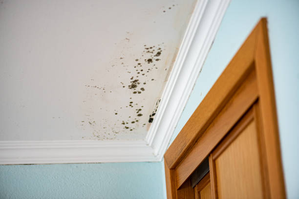 Best Emergency Mold Removal  in Cheval, FL