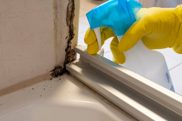 Best Mold Inspection  in Cheval, FL