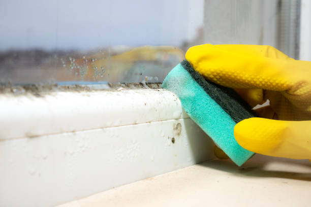 Office Mold Removal Services in Cheval, FL